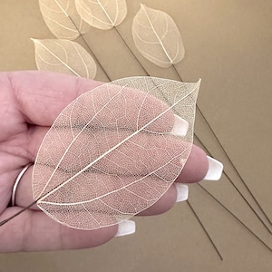 May include: A collection of delicate, white, dried skeleton leaves with intricate veins. The leaves are arranged on a brown surface and are perfect for crafting and decorating.