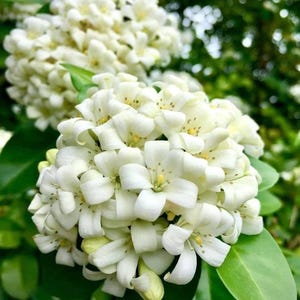 Puede incluir: Primer plano de flores blancas de Murraya paniculata, también conocidas como jazmín naranja, con múltiples racimos de pequeñas y fragantes flores. Las flores tienen un aspecto delicado con un color blanco cremoso y centros amarillos, sobre un fondo de hojas verdes.