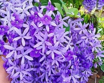 Purple Wreath, Sandpaper Vine, Queen's Wreath, Winter Summer Blooming (50 seeds)