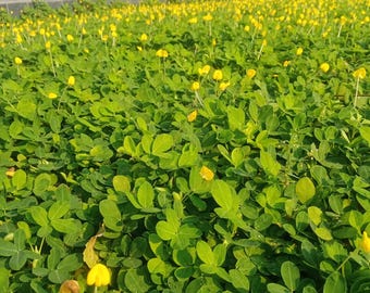 Arachis Pintoi Seeds Pinto Peanut - Ground Cover Plant ( Set 100+ seeds )
