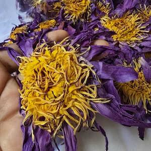 Egyptian Blue Lotus Flowers (Nymphaea Caerulea) 1 oz (28g) Dried Herbal Flower Tea/Smoke