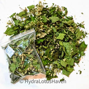 Calea Zacatechichi: Wild Harvest Mexican Dream Herb Tea