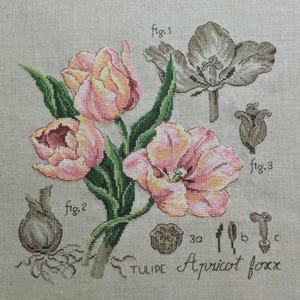 Peut inclure: Un motif de broderie au point de croix représentant une tulipe rose et blanche avec des feuilles vertes et un bulbe. Le motif est intitulé "TULIPE Apricot fox" et comprend des diagrammes numérotés pour les différentes parties de la fleur.