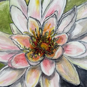 Waterlily