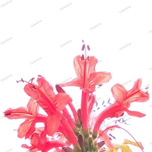 Carte de vœux rouge floral imprimable, téléchargement numérique de carte de vœux diy, impression d’art, photographie, carte personnalisée, téléchargement instantané