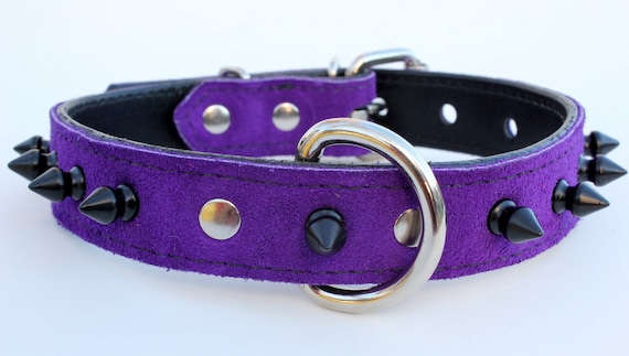purple spiked dog collar