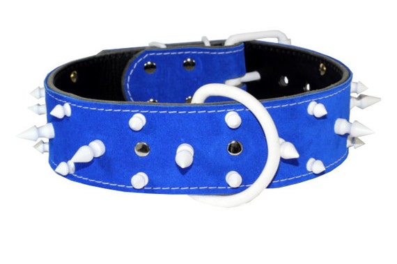 blue studded dog collar