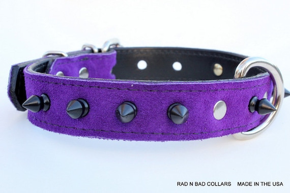 purple spiked dog collar