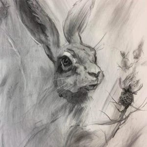May include: A charcoal drawing on paper depicting a hare with long ears and detailed facial features. The hare is positioned next to a spiky thistle plant. The artwork uses varying shades of gray and black to create texture and depth.