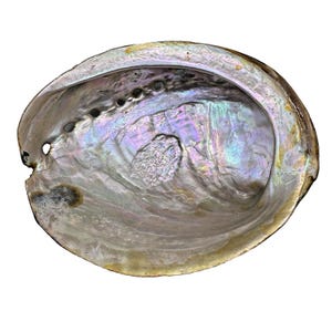 May include: A large, iridescent abalone shell with a smooth, pearly interior. The shell is a light gray color with hints of pink, purple, and green.