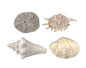 Lot de 4 coquillages lambi, murex épineux, palourde murex, décor naturel côte de plage