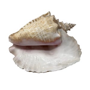 May include: A large conch shell with a cream and tan exterior and a white interior. The shell has a spiral shape with a prominent lip and a textured surface. The colors are natural and the shell appears to be in good condition.