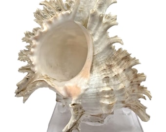 Grand coquillage naturel : Murex ramosus blanc sur le socle