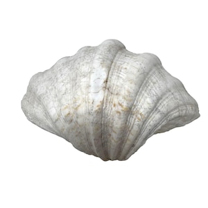 il_300x300.7115476752_rhvh.jpg
