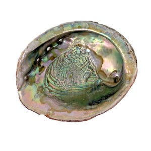 May include: An iridescent abalone shell with a pearlescent interior. The shell displays a range of colors, including green, blue, and pink, with a textured surface. The outer edge is a light brown color.
