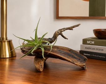 Handmade California Driftwood Sculpture with Live Air Plant | Coastal Wood Art Decor
