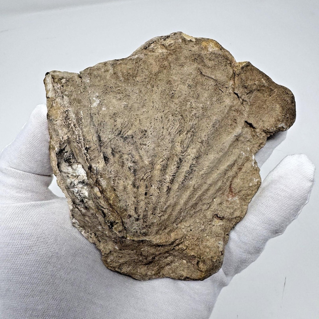 Lemonade Shell Fossil Vintage Fossilized Scallop Shell Pectinidae Fan Shaped Sea Life Fossil ...