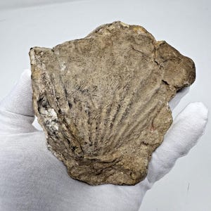 May include: A fossilized shell imprint in a tan-colored rock. The shell's ribbed pattern is visible against the rough, textured surface of the stone. The fossil is held by a gloved hand.