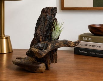 Reclaimed California Driftwood Sculpture with Live Air Plant | Modern Organic Decor
