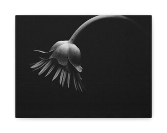 Drooping Daisy Black and White Photography Canvas
