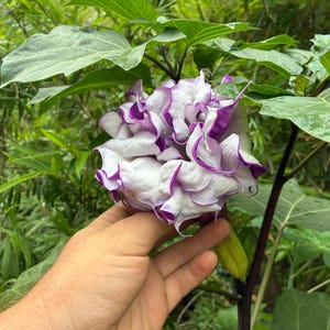 May include: A large, double-bloomed Datura flower featuring ruffled, trumpet-shaped petals that transition from a deep, vibrant purple at the edges to a soft, pale white toward the center, set against a backdrop of lush green foliage.