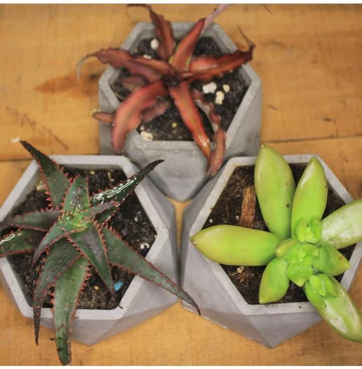 六角形コンクリートプランター コンクリート六角形プランター GEM - Etsy 日本