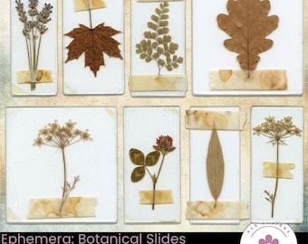 Ephemera: Botanical Slides, Vintage Herbarium Specimens (Digital Download)