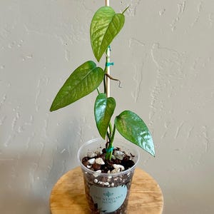 Cebu Blue Pothos - Epipremnum Pinnatum - 3” House Plant