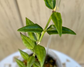 Hoya Bella Sandwich Mutation (Inner Variegated) | Exact Plant | Rare Variegated Hoya Wax Plant | Fully Rooted House Plant | US Seller