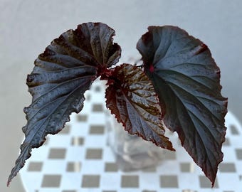 Begonia Rex ‘Black Magic’ | Exact Plant | Rare Gothic Dark Begonia 4” House Plant | US Seller