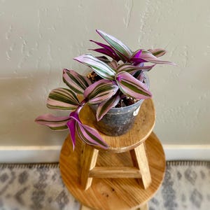 Tradescantia House Plant Nanouk  ‘Bubblegum x Lilac’ - Fantasy Venice - 4”