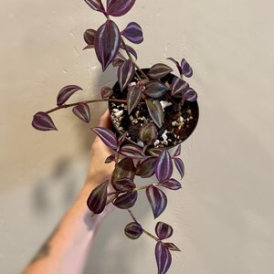 Tradescantia Zebrina ‘Deep Purple’ - Silver Inch Plant 4” House Plant