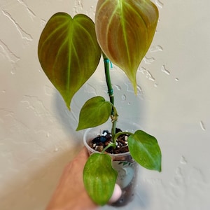 Philodendron “Campo” - Philodendron camposportoanum - 4” House Plant