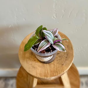 Tradescantia ‘Pink Dragon’ - Rare Tradescantia albiflora 3” House Plant