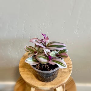 Tradescantia nanouk ‘Bubblegum x Lilac’ - Fantasy Venice - 4” House Plant