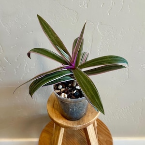Tradescantia “Boat Lily” Rhoeo Tricolor - Tradescantia spathacea - 4” House Plant