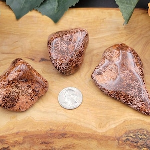 May include: Three polished brown and tan snowflake obsidian stones with unique patterns. A quarter coin is included for size comparison. The stones are displayed on a wooden surface.