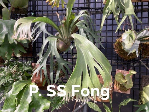 特大　Platycerium SS.Foong Platycerium SS Foong | Welovetropicalplants