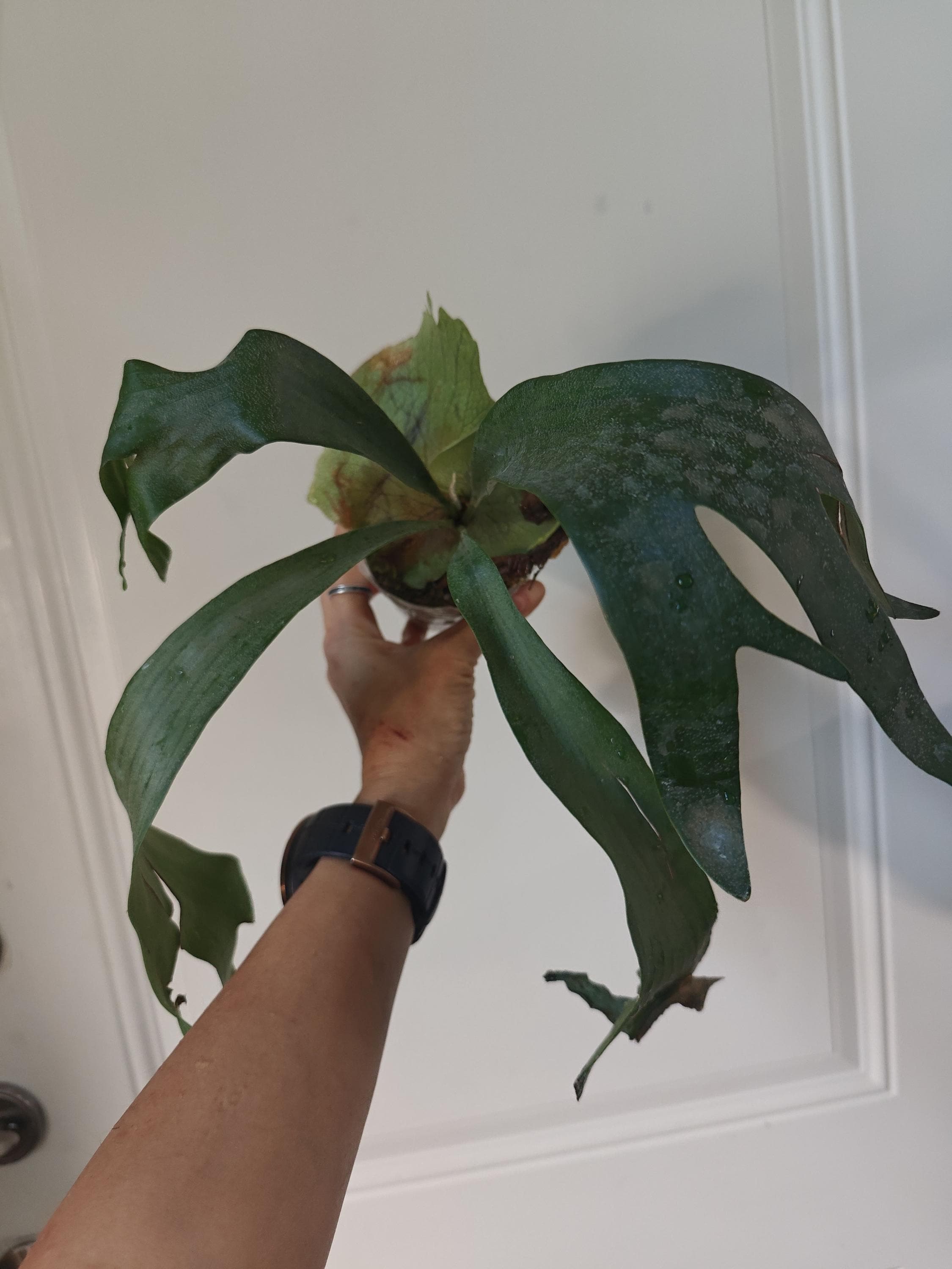 Platycerium SS Foong Pup, Large - Etsy