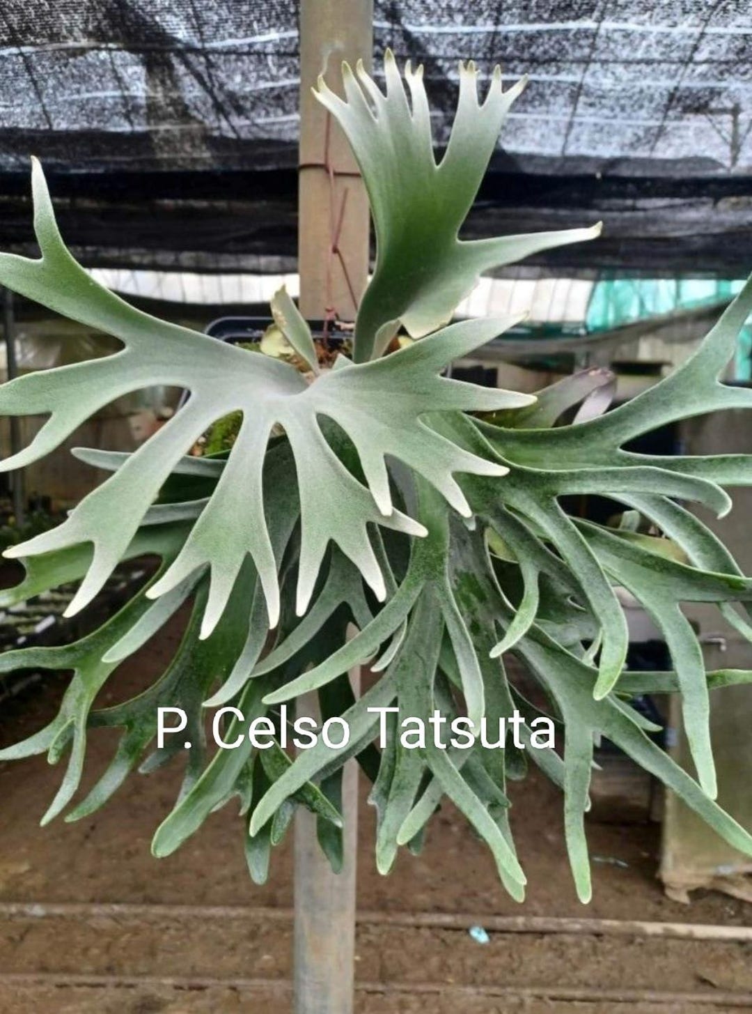 Platycerium Celso Tatsuta - Etsy