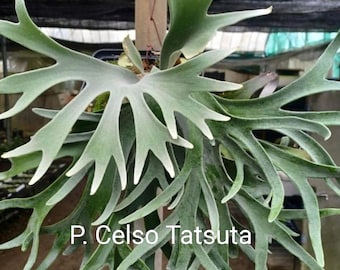 P. willinckii ’Jenny’ TC 1614 Platycerium willinckii 'Jenny' | Welovetropicalplants