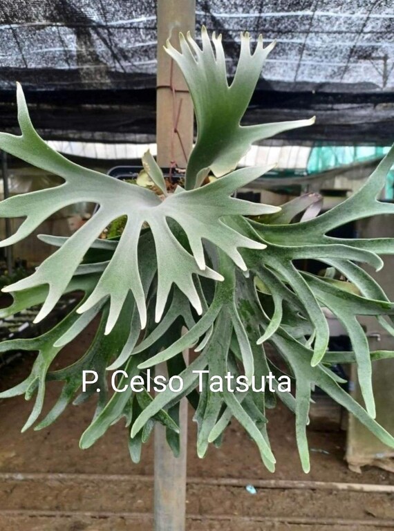 P.willinckii 'Celso Tatsuta' TC③ ＠ビカ森wife ウィリンキーセルソ