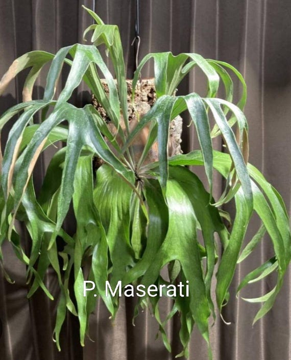 Platycerium Maserati Pup (P. Mt. Lewis X P. Hillii Paopao