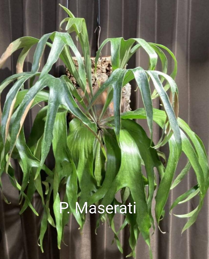 Platycerium Hillii - Etsy