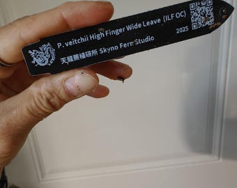 Platycerium Veitchii High Fingers Wide Leaves - Etsy