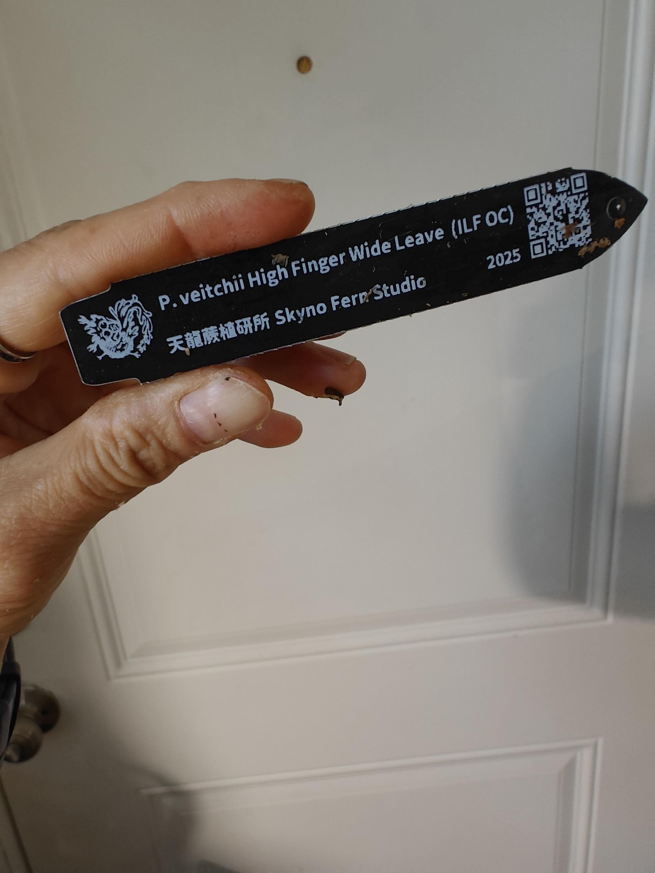 Platycerium Veitchii High Fingers Wide Leaves - Etsy