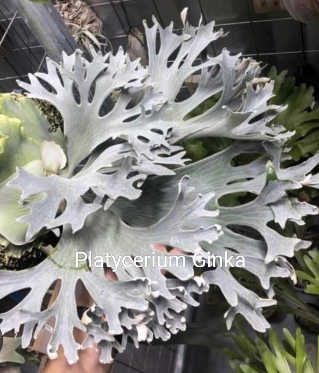 Platycerium Ginka - Etsy