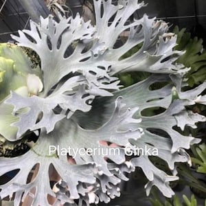 Platycerium Ginka - Etsy