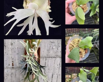 Platycerium Celso Tatsuta - Etsy