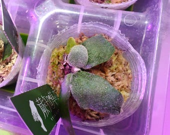 【新品】Ozwrt Spirit of Platycerium Ridleyig Platycerium ridleyi var. Round